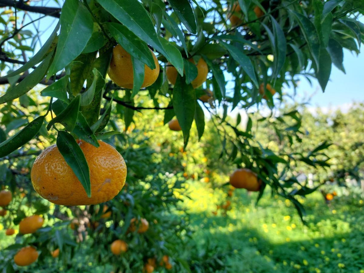 Villa Citrus Tree Garden House Kamisianá Exterior foto