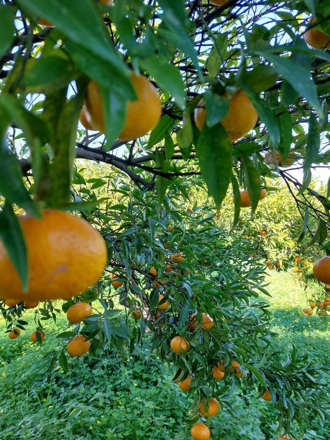 Villa Citrus Tree Garden House Kamisianá Exterior foto