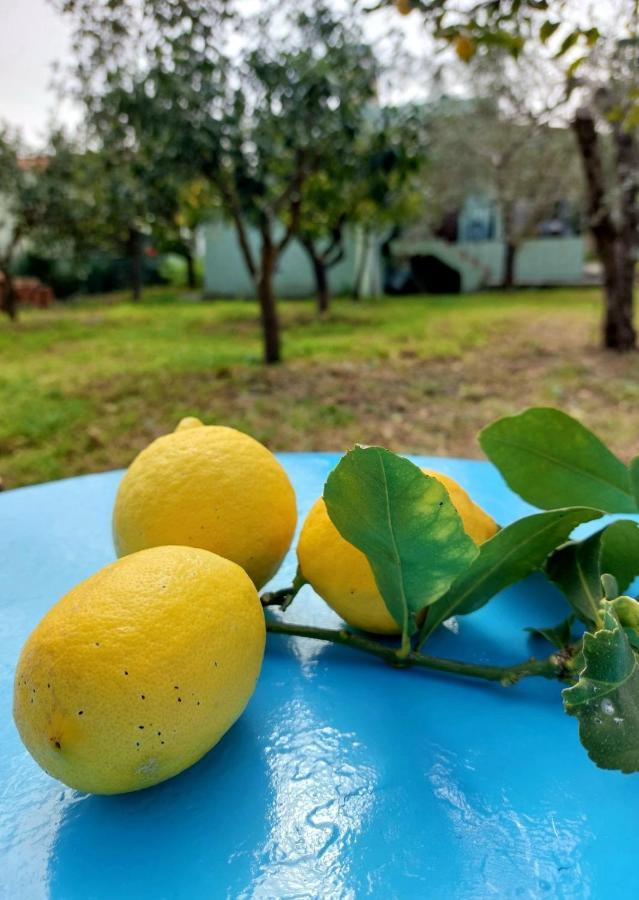Villa Citrus Tree Garden House Kamisianá Exterior foto